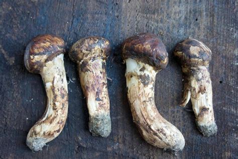 Matsutake Mushrooms: Everything You Need To Know