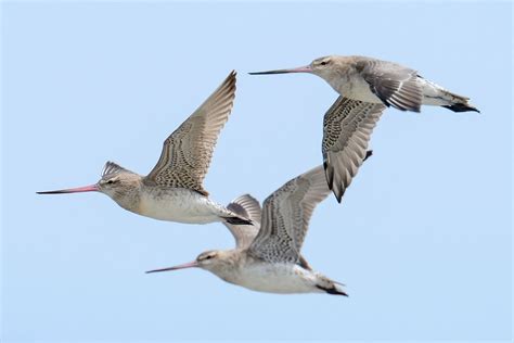 9 Awesome Facts About Bird Migration | Audubon