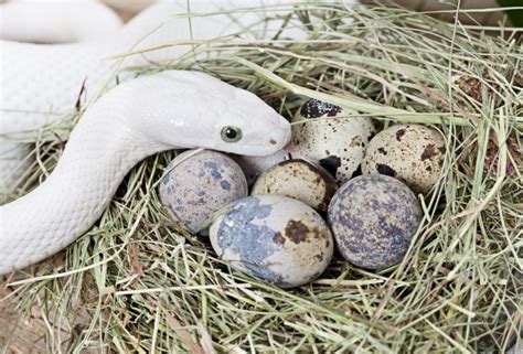 How To Identify Snake Eggs