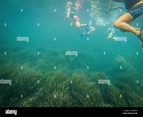 Persons practicing snorkel and Posidonia oceanica in the Mediterranean Sea, on the Spanish coast ...