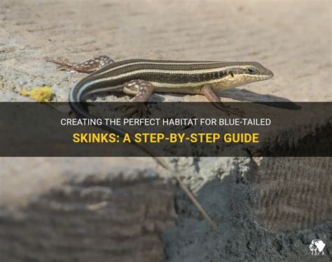 Creating The Perfect Habitat For Blue-Tailed Skinks: A Step-By-Step Guide | PetShun