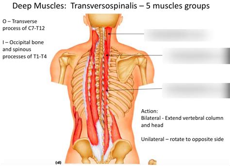 Deep muscles: transversospinalis Diagram | Quizlet