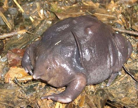 Purple Frog Facts and Pictures