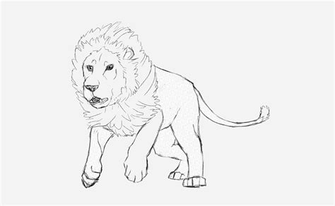 Free How To Draw A Lion, Download Free How To Draw A Lion png images, Free ClipArts on Clipart ...