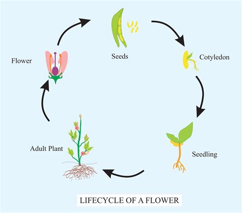 Seed Life Of Flowering Plants | Best Flower Site