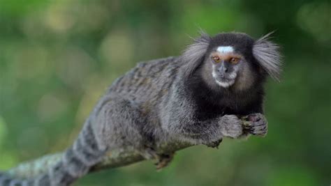 Sagui Monkey In The Wild, Looking Around And Jumping Out Of Scene In Rio De Janeiro, Brazil. The ...