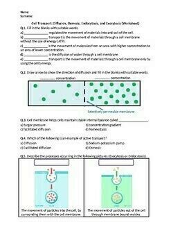 Endocytosis And Exocytosis Worksheet