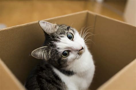 Why Do Cats Like Boxes? | Comfort Zone