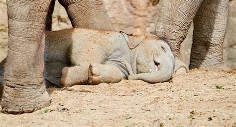 Sleeping Baby Elephant Stock Photos, Pictures & Royalty-Free Images ...