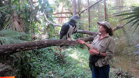 Sharon Matola feeding Panama, a harpy eagle at the Belize Zoo