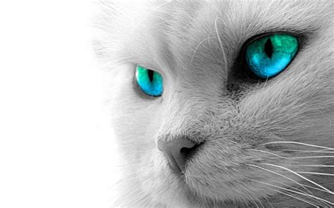 22+ White Cat Wallpaper Hd - Furry Kittens