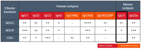 Anti-hCD20 mIgG1 | Rituximab Biosimilar Antibody