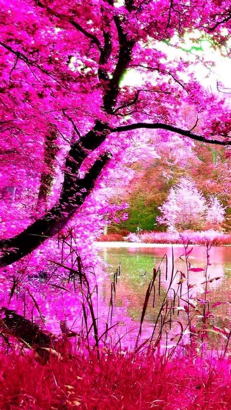 Nature In Pink Wallpapers - Wallpaper Cave