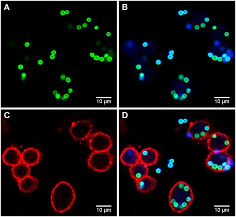 | Example of image data from the phagocytosis assay. (A) Green layer ...