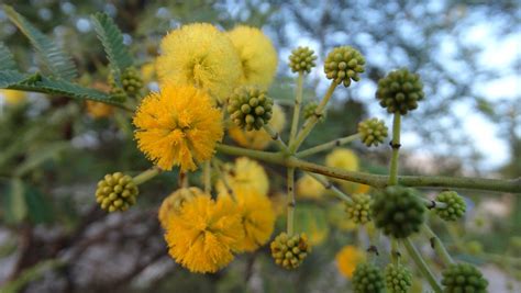 Life,films and nostalgia: Acacia nilotica - Babool Flowers