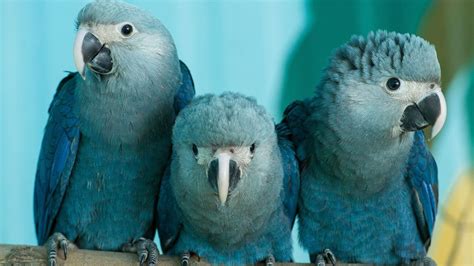 'Extinct' parrots make a flying comeback in Brazil - Democratic Underground