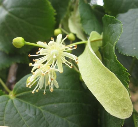 Lime Tree Flowers - Tree Guide UK Lime tree flowers