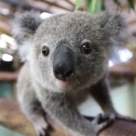 Cute or not ? Follow us @koala.lifee . TAG a friend who loves Koalas #nature COMMENT this ...