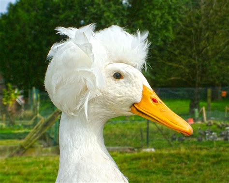 Canard pompon blanc : la Ferme de Beaumont, Canards de Surface