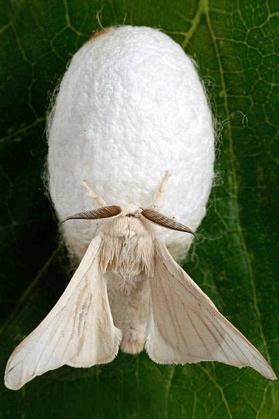 2.022 foto e immagini di Baco Da Seta - Getty Images | Moth, Silk, Silkworm cocoon