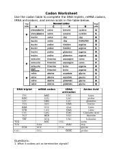 Codon Worksheet.docx - Codon Worksheet Use the codon table to complete the DNA triplets mRNA ...