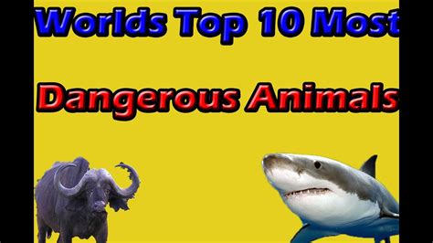 Worlds top 10 most dangerous animals - YouTube