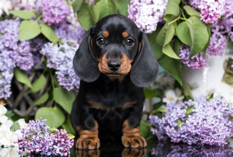 40+ Cutest Dog Breeds as Puppies | Reader's Digest