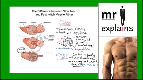 Fast Twitch Muscle Fibers