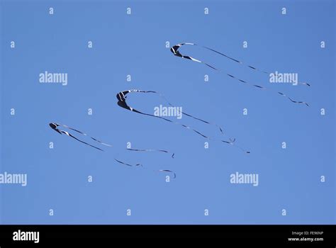 Kites flying in blue sky Stock Photo - Alamy