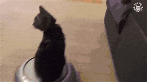 All The Best Cat Roomba GIFs - Home Rider Systems