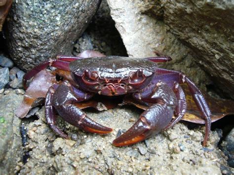 Rare Purple Crab Species Identified in Threatened Palawan Biodiversity [PHOTOS]