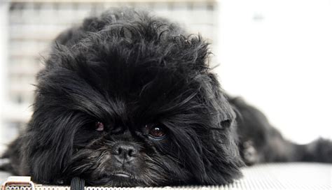 15 Toy Dog Breeds That Will Make You Want a Little Dog