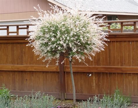 Japanese Dappled Nishiki Willow Shrub/Tree 2 1/2" pot | Dappled willow ...