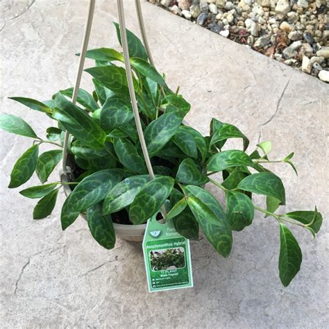 Aeschynanthus longicaulis 'Black Pagoda', Lipstick Plant 'Black Pagoda' - uploaded by @jenncess