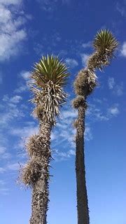 ball moss on Yucca valida | Ball "moss" is an epiphyte that … | Flickr