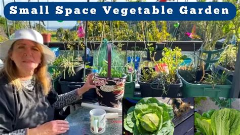 How to Grow Vegetables at Home Garden Ideas Small Space Container Gardening Terrace Balcony DIY ...