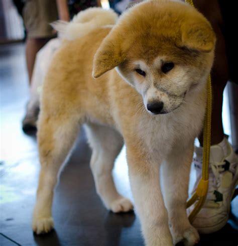 Shiba Inu Akita Mix - Bing Images | Shiba Inu's and other Dog's | Pinterest | Akita, Dog ...