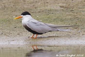 Black Bellied Tern | Wildlife Institute of India, an Autonomous ...