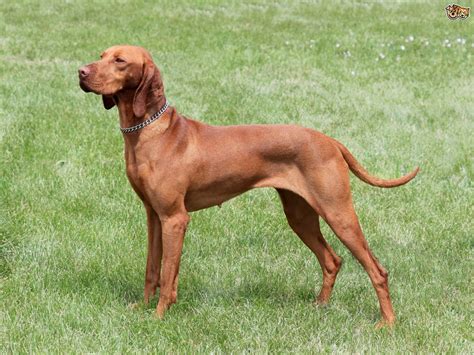 Hungarian Vizsla temperament and training | Pets4Homes | Vizsla, Hungarian vizsla, Vizsla dogs