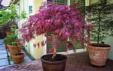 Red Dragon Japanese Maple For Sale Online | The Tree Center