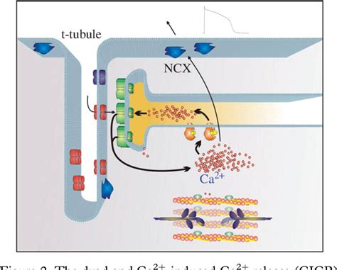 Function of t tubules