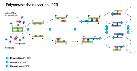 Polymerase Chain Reaction (PCR): Steps, Types and Applications ...