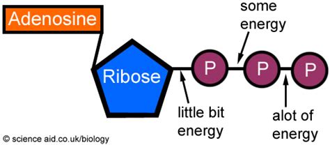 CYHSHonorsBio - Photosynthesis