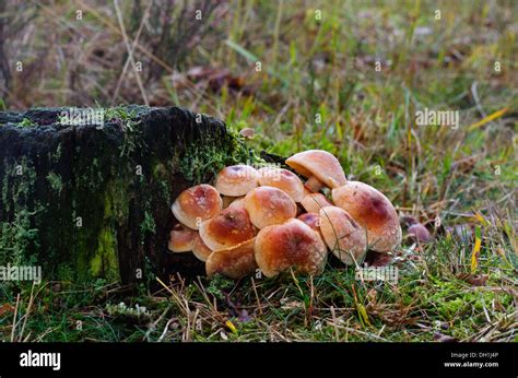 Mushrooms on a rotting tree stump Stock Photo - Alamy