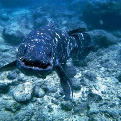 'Living fossil' coelacanth genome sequenced - BBC News