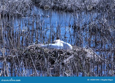 Swan in the nest stock photo. Image of swan, bird, sits - 145001394