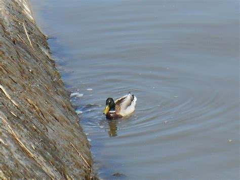 Free stock photo of canard, eau, lent