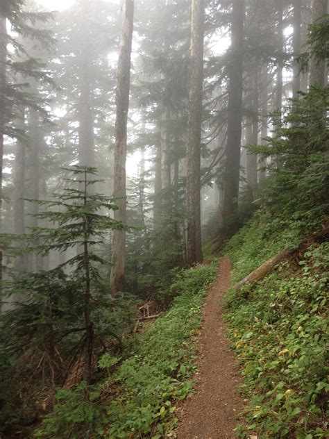 Jesse's Foggy Forest Trail | Foggy forest, Scenery, Forest path