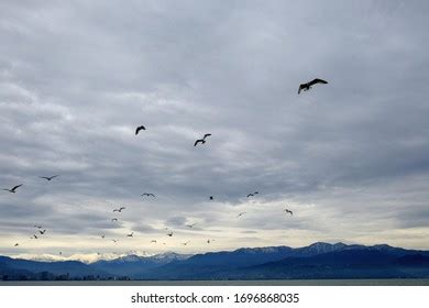 Different Types Seagulls Sky Birds Fly Stock Photo 1696868035 | Shutterstock