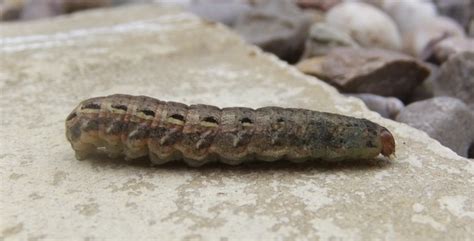 North American Caterpillar Identification - Owlcation